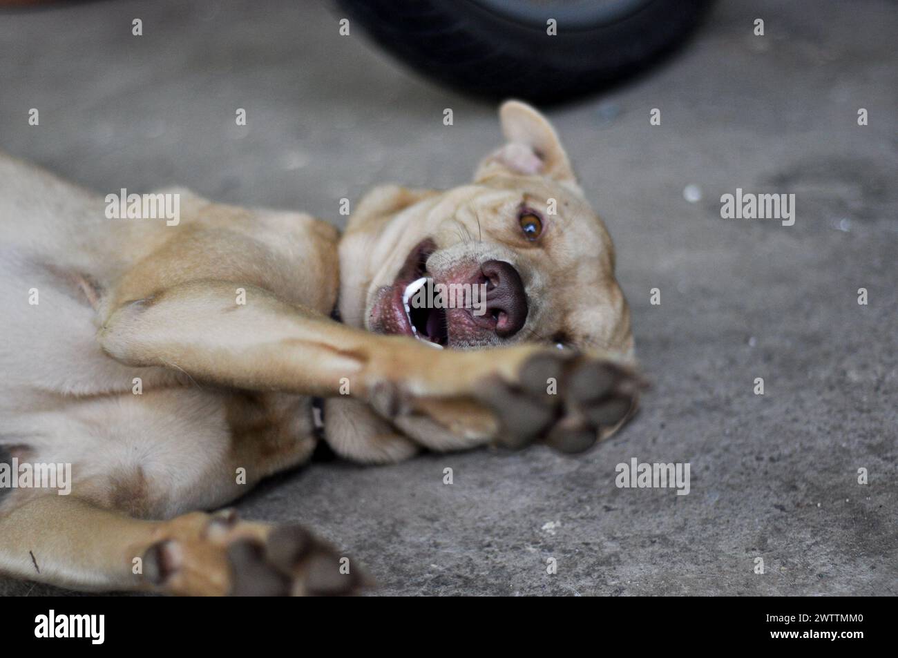 Indonesischer Mischlingerhund liegt auf dem Boden und bittet darum, damit zu spielen. Stockfoto