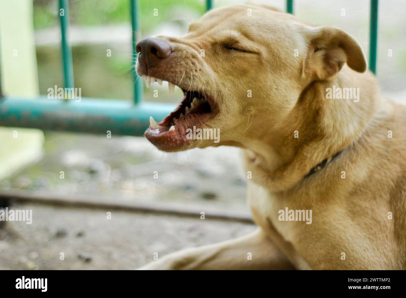 Indonesischer brauner Mischlingshund liegt auf dem Boden und gähnt. Stockfoto