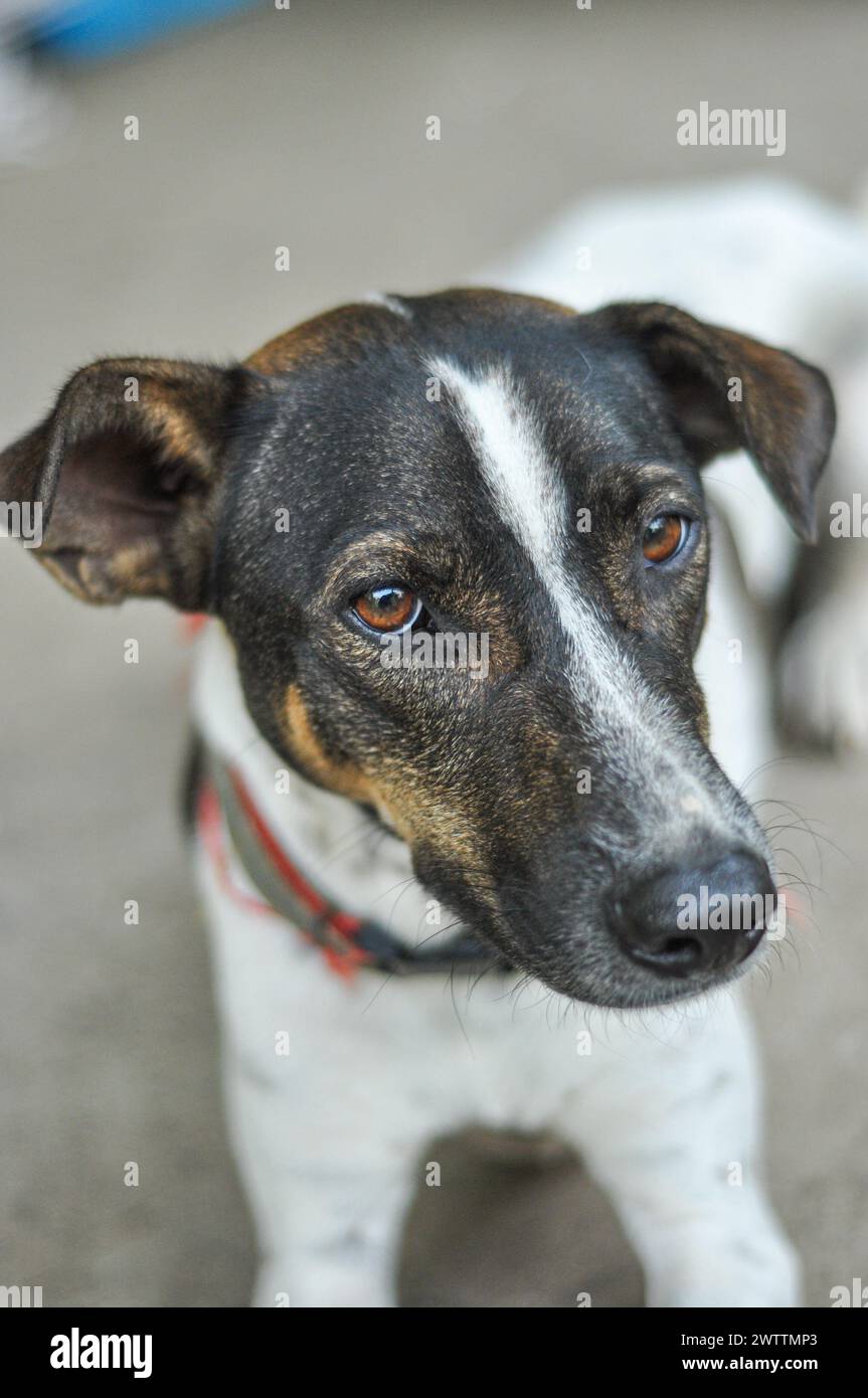 Indonesischer Mischlingshund liegt auf dem Boden und vor der Kamera. Stockfoto