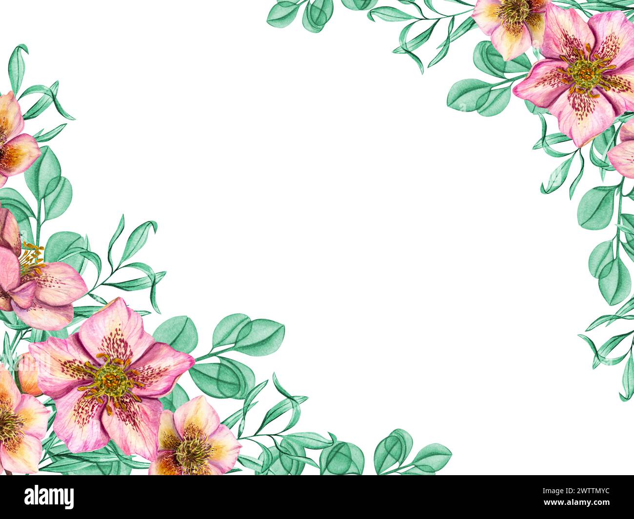 Rosafarbene Hellebores mit Minzkräutern. Frühlingspflanzen isoliert auf weißem Hintergrund. Horizontaler Rahmen der Helleborus-Blüte mit Eukalyptuszweigen. Stockfoto