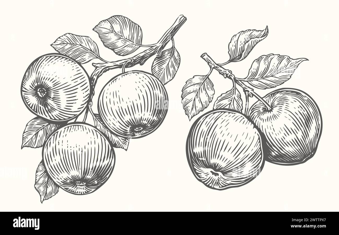 Äpfel auf Zweig mit Blättern. Skizze zur Obsternte. Handgezeichnete Vektor-Illustration Vintage-Zeichnung Stock Vektor