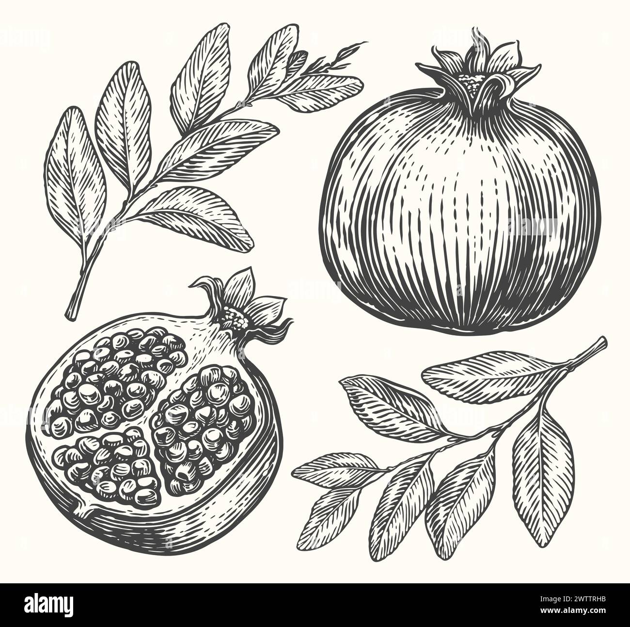 Granatapfelvektorzeichnung. Handgezeichnete Skizze mit tropischen Früchten. Gravierte Abbildung Stock Vektor