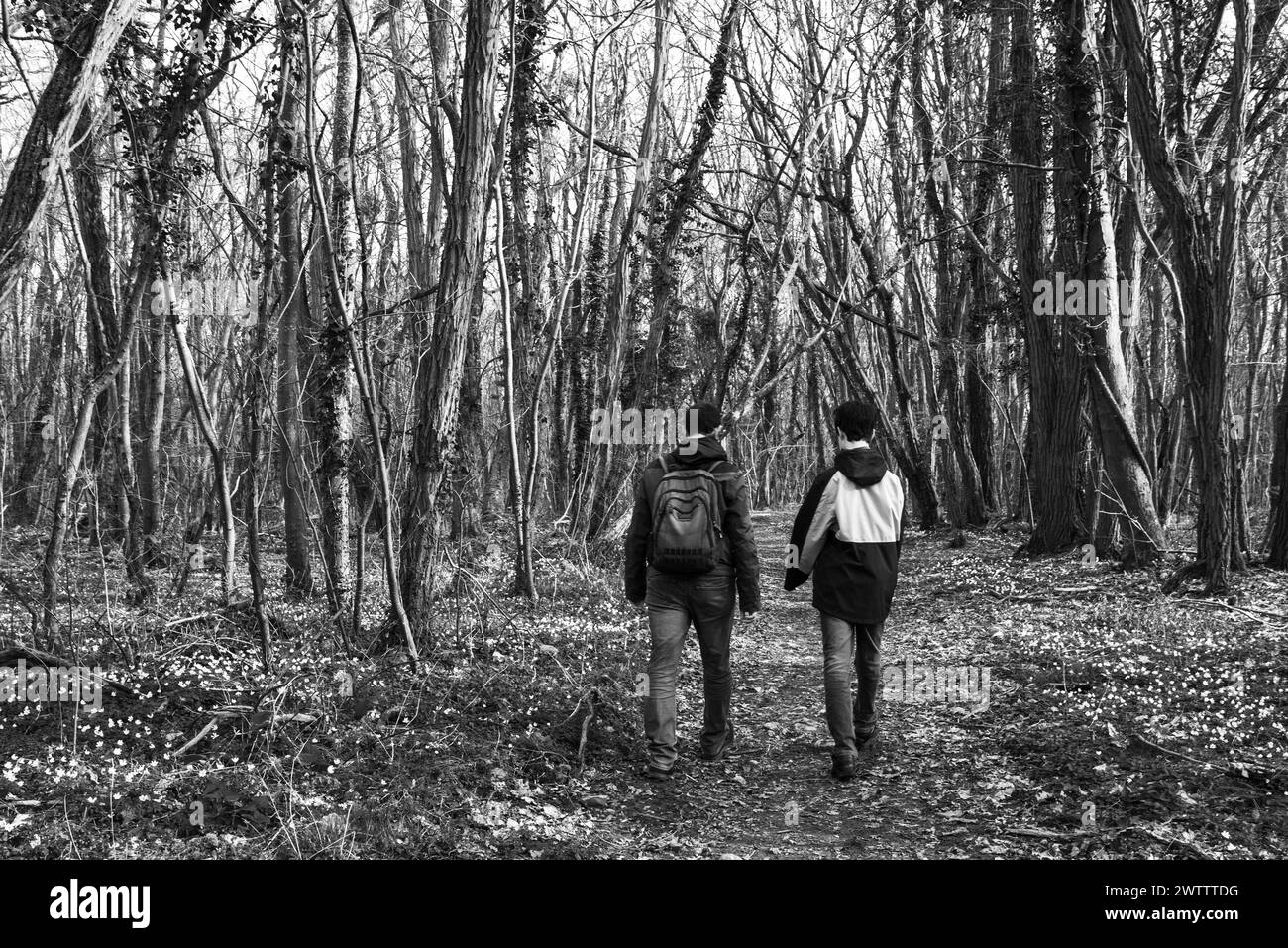 Vater und heranwachsender Sohn gehen im Wald, der mit wilden Holzanemonenblüten (Anemonoides nemorosa) bedeckt ist. Ile-de-France, Frankreich. Schwarzweißfoto. Stockfoto