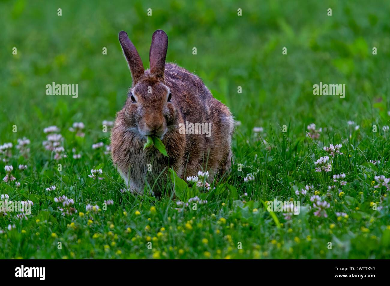 Ein wildes Kaninchen, das auf Gras und kleinen Blumen weidet. Stockfoto