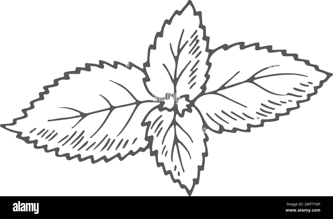 Mint-Blätter-Kräuterskizze. Frische Pfefferminzbotanik Stock Vektor