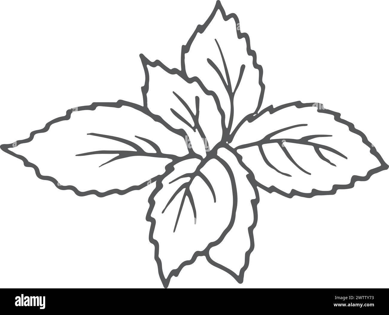 Symbol für Mint Leaves Line. Kochen von Kräutern Sketch Essen Stock Vektor