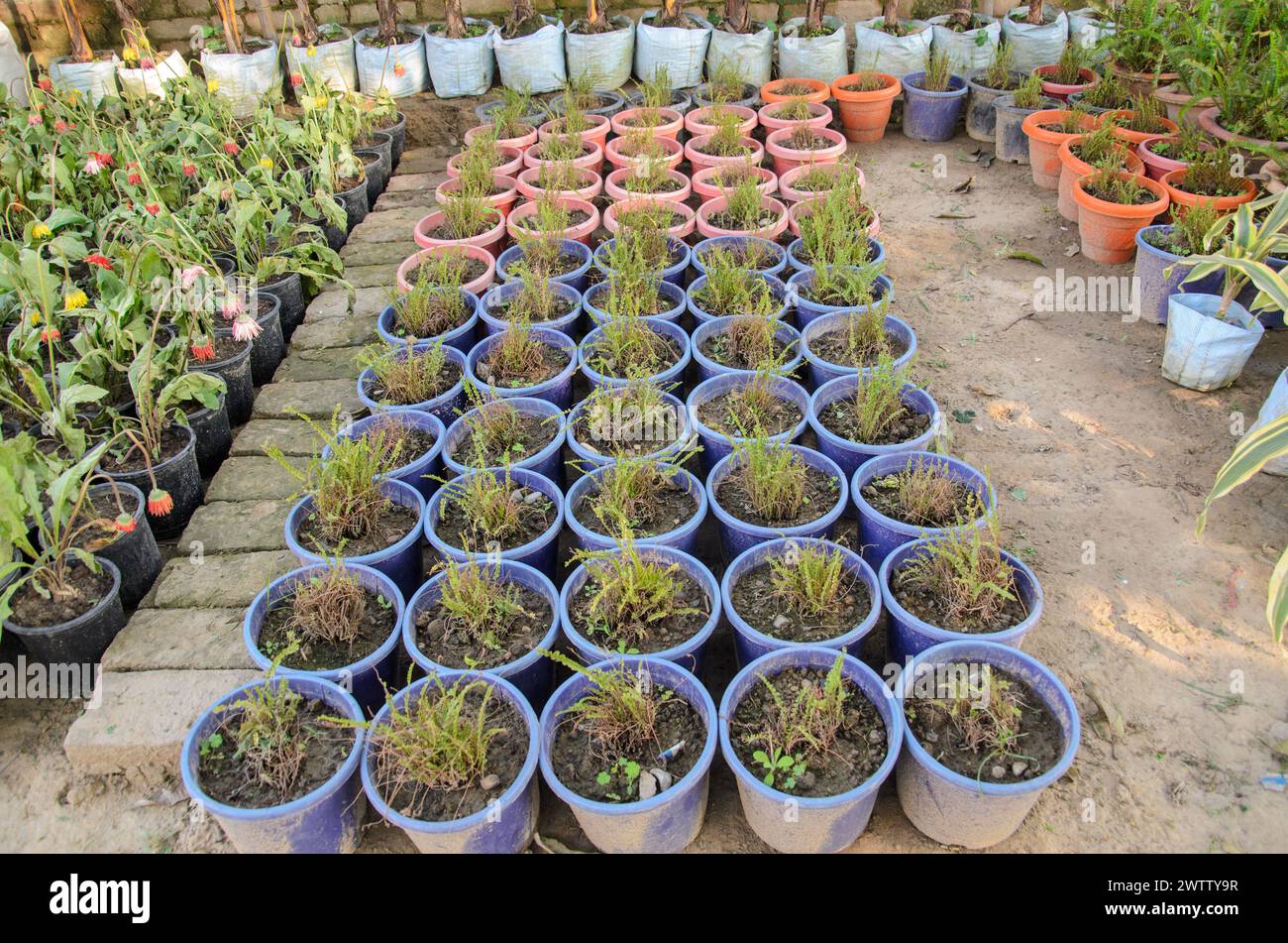 Pflanzen im Topf im Garten anbauen Stockfoto