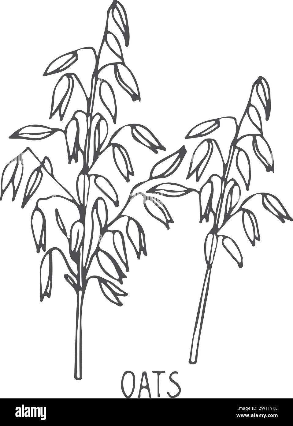 Haferpflanze. Skizze der Getreidekörner-Pflanze Stock Vektor