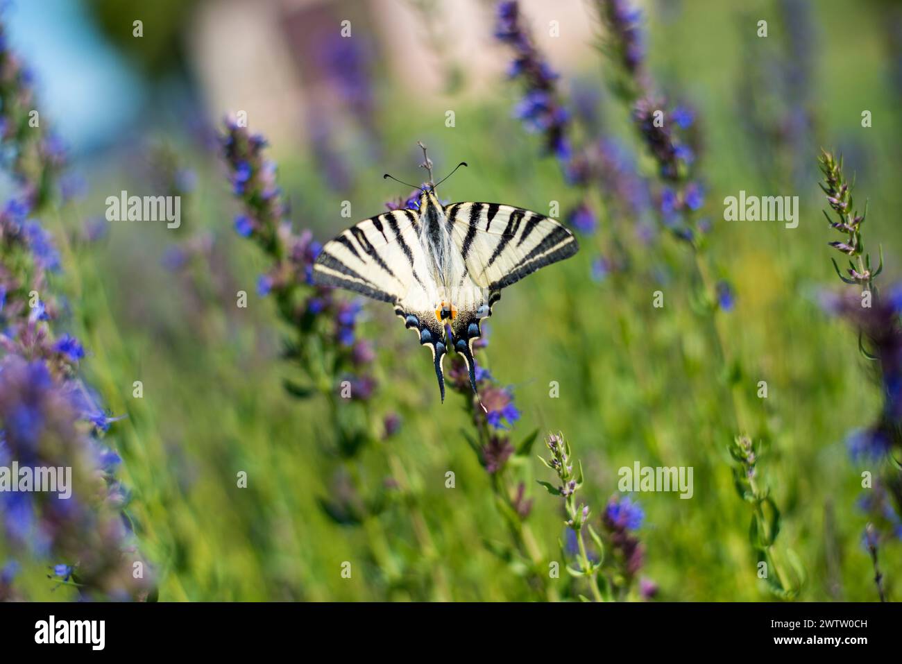 Schmetterling auf Lavendelblüten Stockfoto