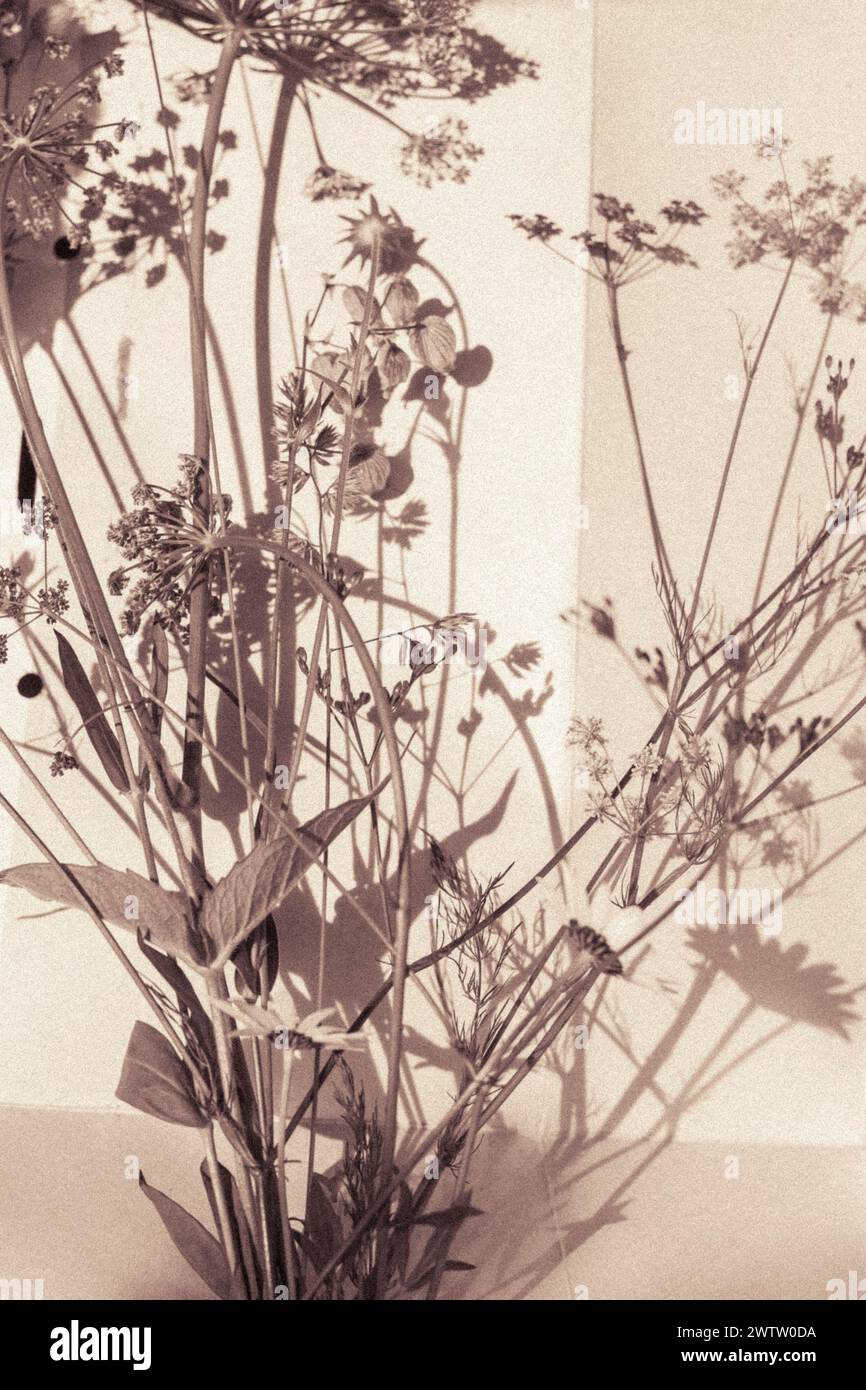 Sepia-gefärbtes Bild von Pflanzenschatten auf Papier Stockfoto