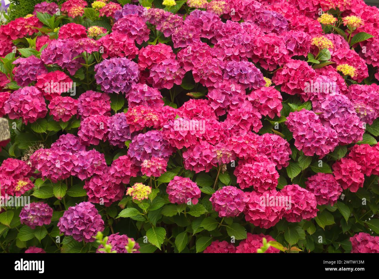 MOPHEAD Hortensie (Hortensie macrophylla) - Rosa Stockfoto