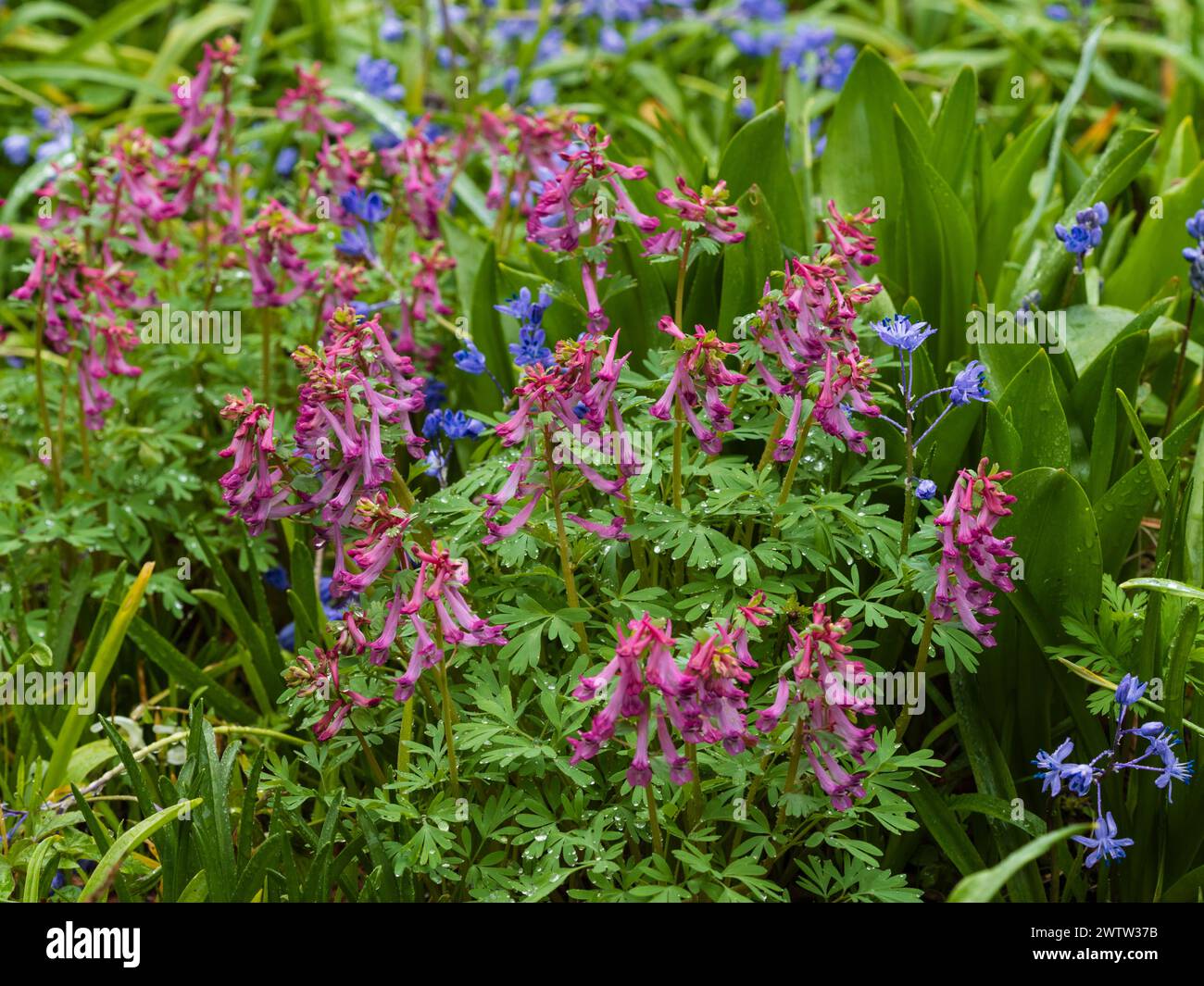 Rosafarbene Blüten der im Frühjahr blühenden harten Knolle Corydalis solida „Beth Evans“ Stockfoto