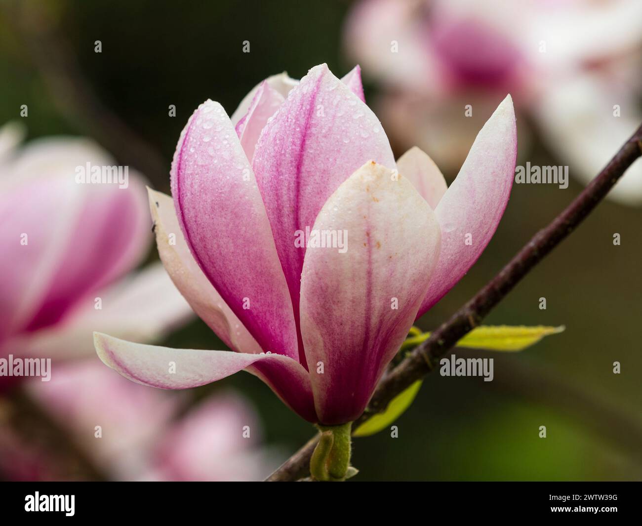 Große rosa und weiße Blüten des im Frühjahr blühenden, harten kleinen Baumes, Magnolie „Kim Kunso“ Stockfoto