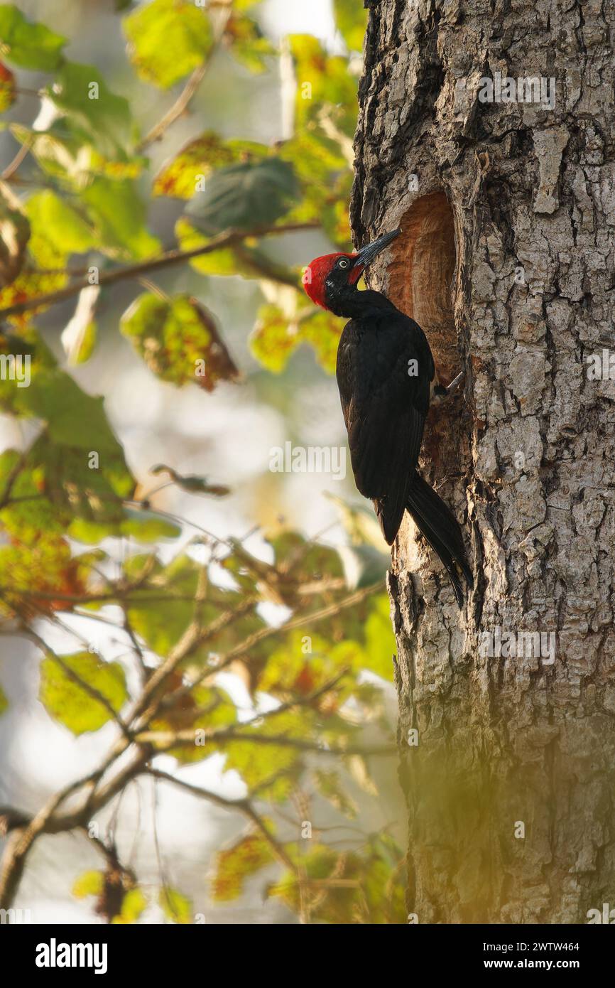 Weißbauchspecht oder großer Schwarzspecht - Dryocopus javensis ist ein Vogel aus immergrünen Wäldern im tropischen Asien. Schwarzer Vogel mit roter Spitze Stockfoto