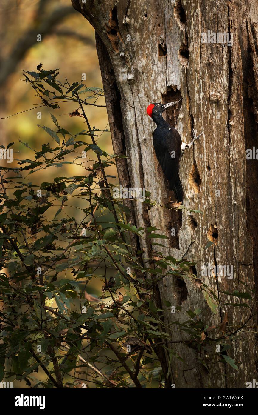 Weißbauchspecht oder großer Schwarzspecht - Dryocopus javensis ist ein Vogel aus immergrünen Wäldern im tropischen Asien. Schwarzer Vogel mit roter Spitze Stockfoto