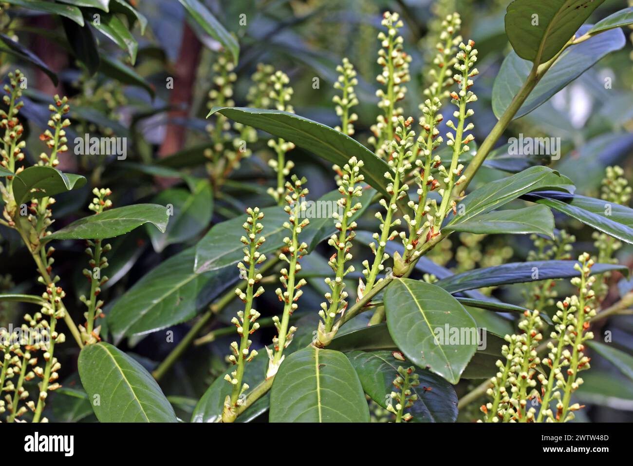 Neophyten und ungeeignete Gartenpflanzen Knospen und Blte des giftigen  Kirschlorbeer, auch Lorbeerkirsche genannt, als Sichtschutz in Form einer  Heckenpflanze, der als invasiver Neophyt eingestuft ist. *** Neophyten und  ungeeignete Gartenpflanzen ...