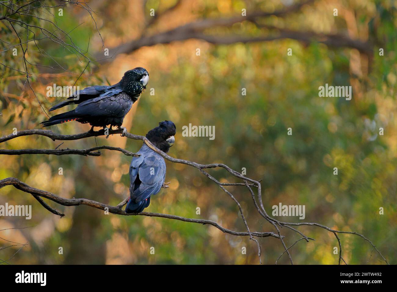 Der Schwarze Kakatoo des Banksian oder Banks - Calyptorhynchus banksii ist ein großer schwarzer Vogel, der in Australien beheimatet ist Stockfoto