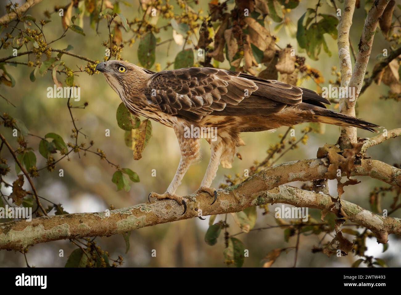 Der Nisaetus limnaeetus cirrhatus ist ein großer Raubvogel der Accipitridae, der auf dem Ast sitzt Stockfoto