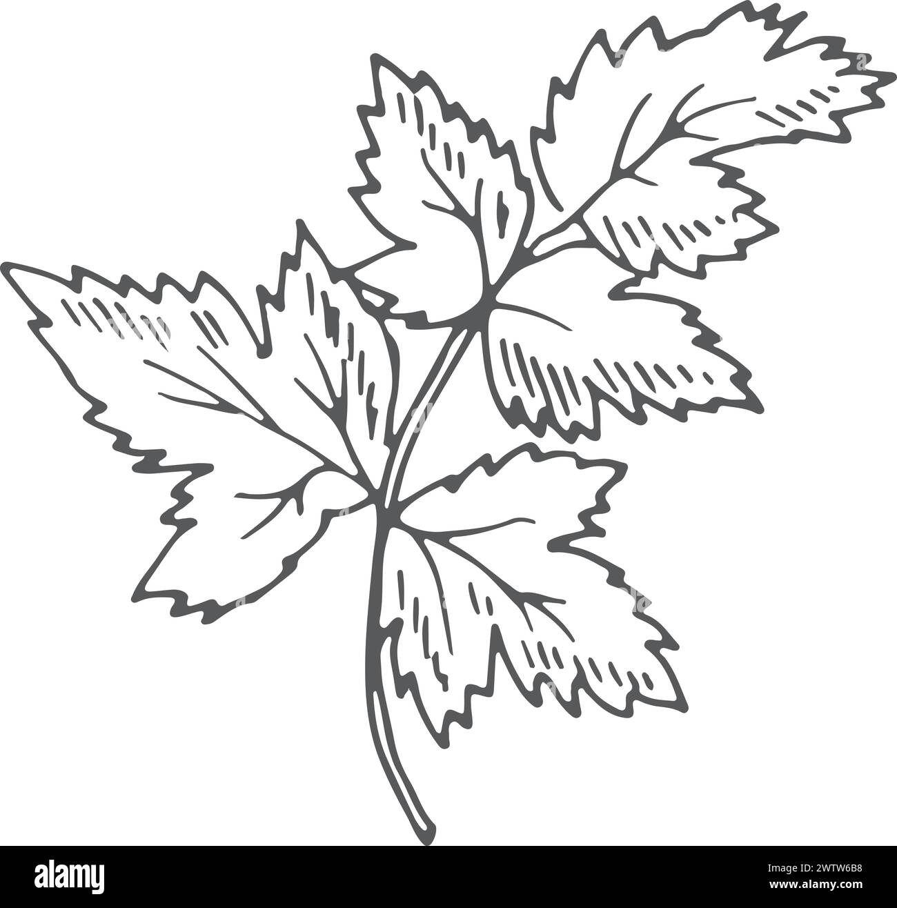 Koriander-Skizze. Natürliche Aromapflanze. Bio-Kraut Stock Vektor