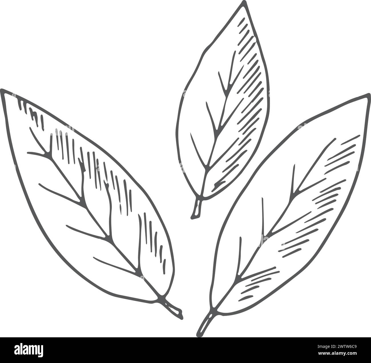 Skizze „Bay Leaves“. Trockenaroma Speisengewürz Stock Vektor