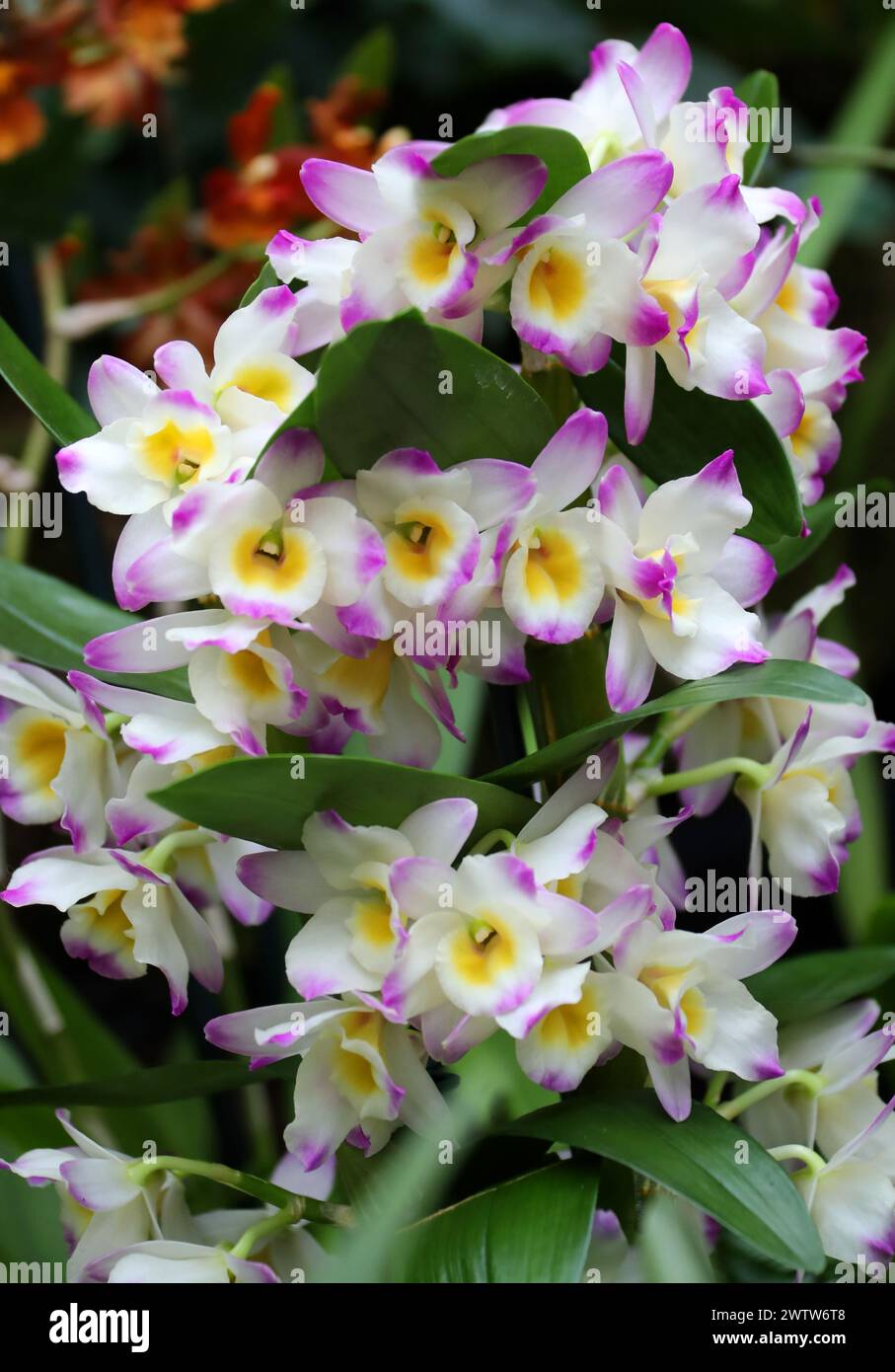 Orchidee, Dendrobium Bright Eyes, Dendrobiinae, Orchidaceae. Stockfoto