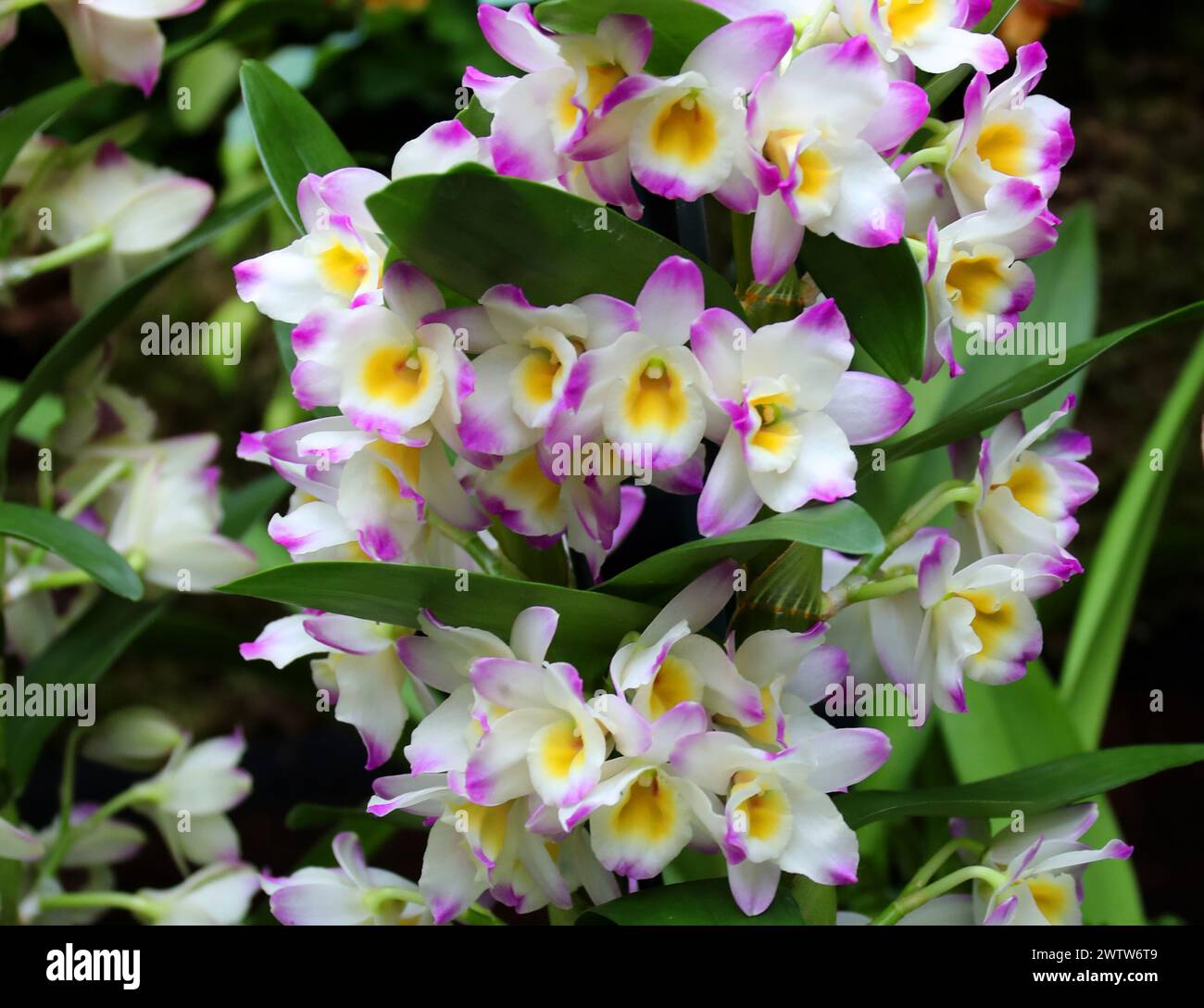 Orchidee, Dendrobium Bright Eyes, Dendrobiinae, Orchidaceae. Stockfoto