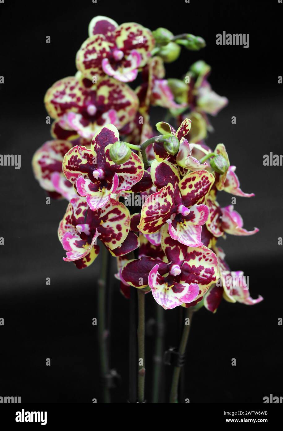 Orchidee, Phalaenopsis Gold Staff, Aeridinae, Orchidaceae. Stockfoto