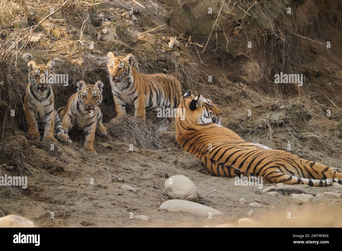 Tigerin mit drei Jungen im Corbett National Park, Februar 2024. Diese Tigerin ist bekannt als Paarwali. Stockfoto