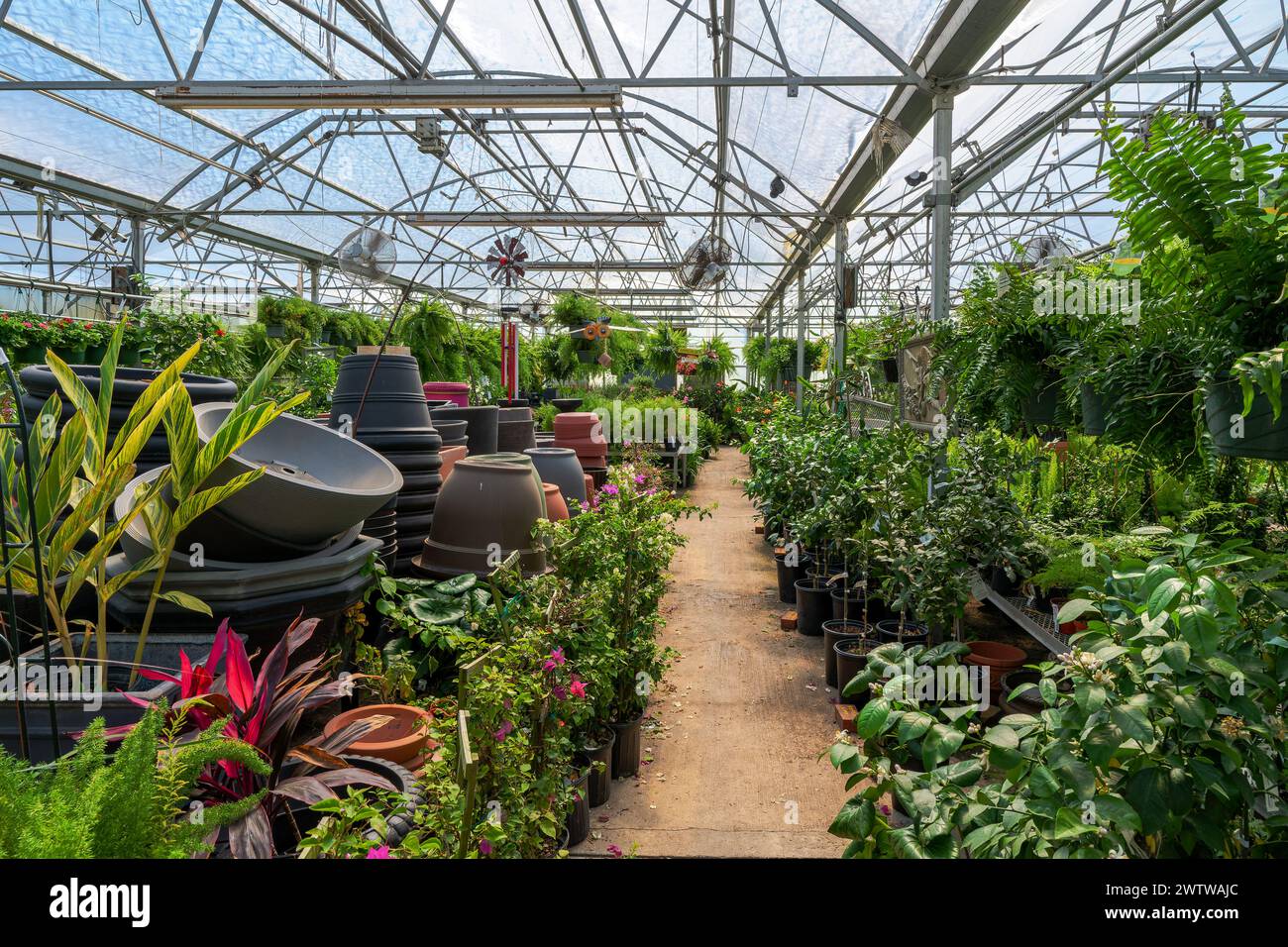 Gärtnerei heißes Haus oder Gewächshaus mit zarten Pflanzen und Blumen zum Verkauf in Montgomery Alabama, USA. Stockfoto