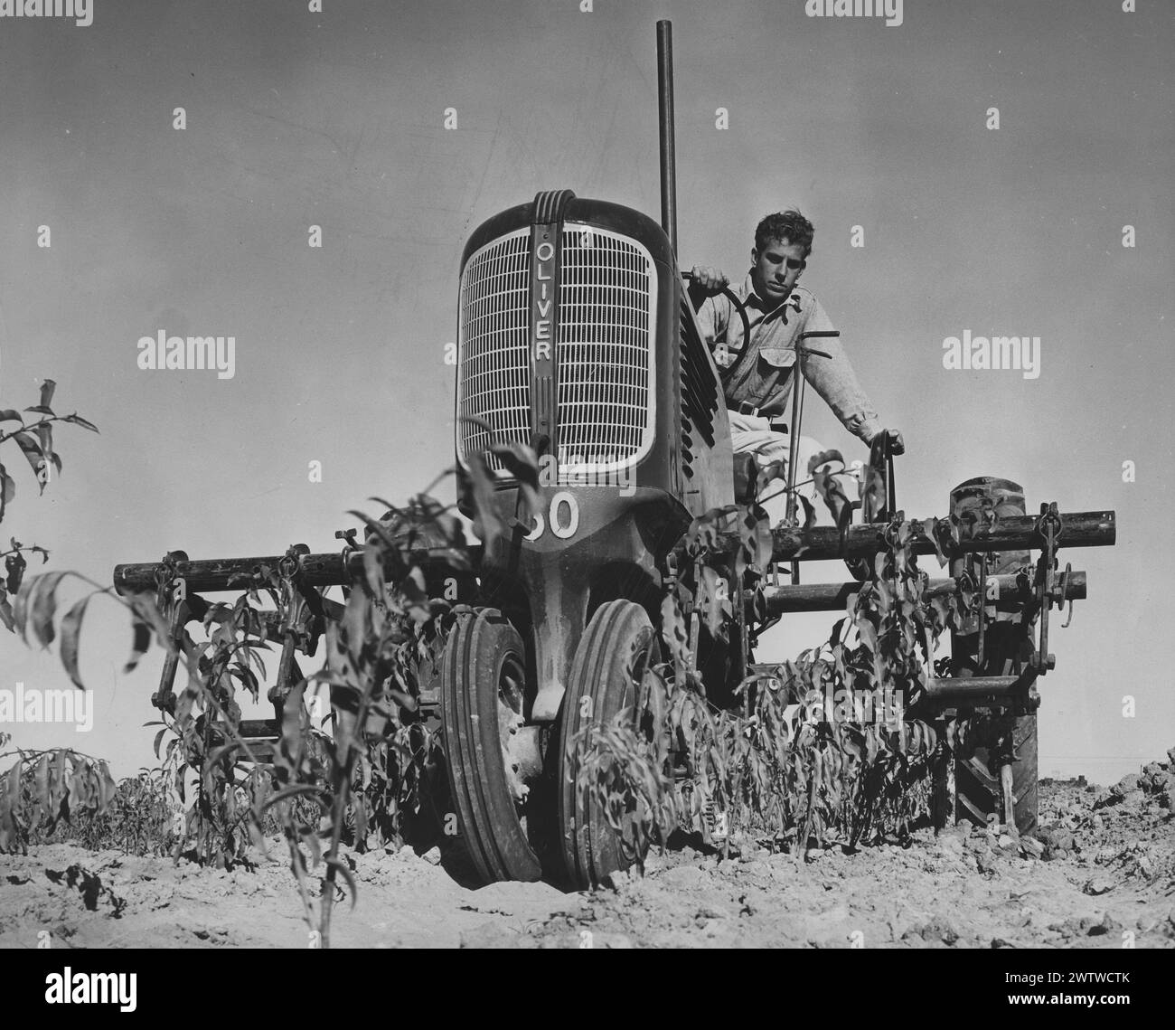 Jüngerer Mann, der auf einem alten Bauerntraktor „Oliver Brand“ fährt Stockfoto