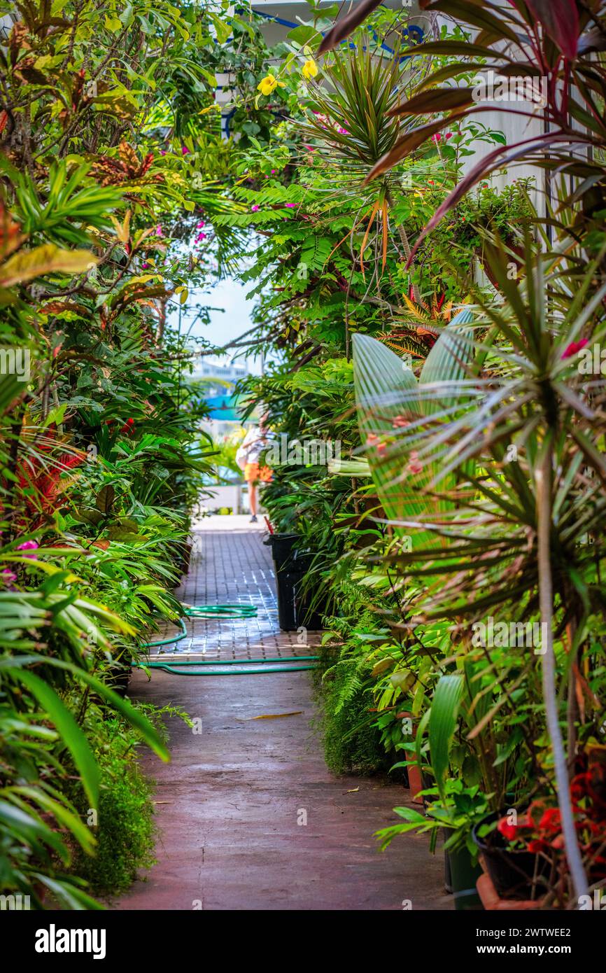 Schlängeln Sie sich durch einen lebendigen Gartenpfad, der dicht mit tropischem Grün gefüllt ist, und schaffen Sie ein immersives Naturerlebnis Stockfoto
