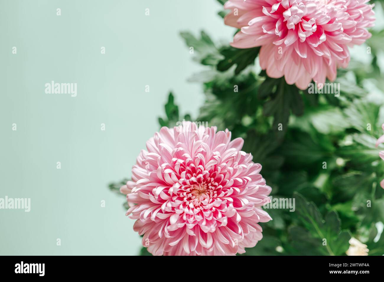Chrysanthemen auf einem grünen Hintergrund.Chrysanthemen und Astern Blumen.zarte florale Hintergrund in Pastellfarben. Stockfoto