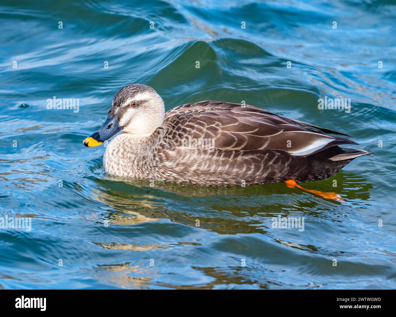 Eine Ente mit Ostschnabel (Anas zonorhyncha), die in einem See schwimmt. Japan. Stockfoto