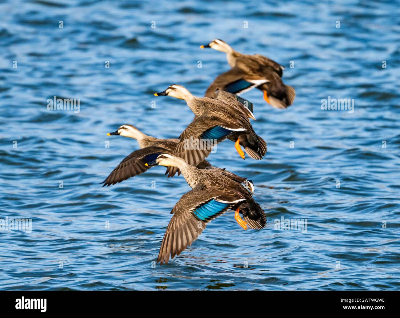 Eine Herde mit Ostschnabelenten (Anas zonorhyncha), die in einem See landet. Japan. Stockfoto