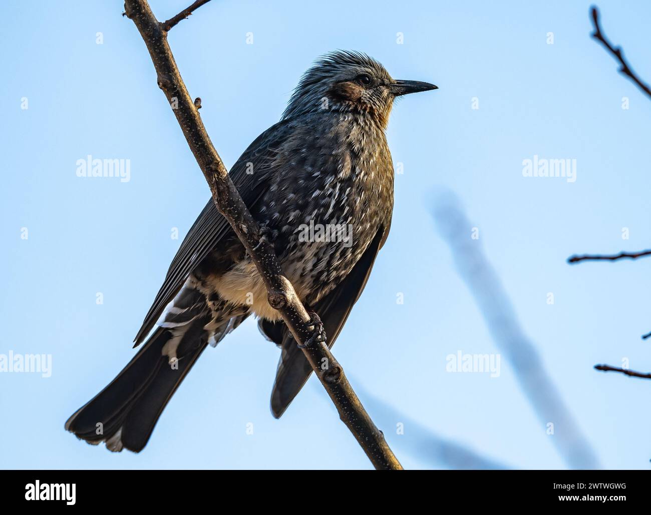 Ein braunohriger Bulbul (Hypsipetes amaurotis), der auf einem Ast thront. Nagano, Japan. Stockfoto