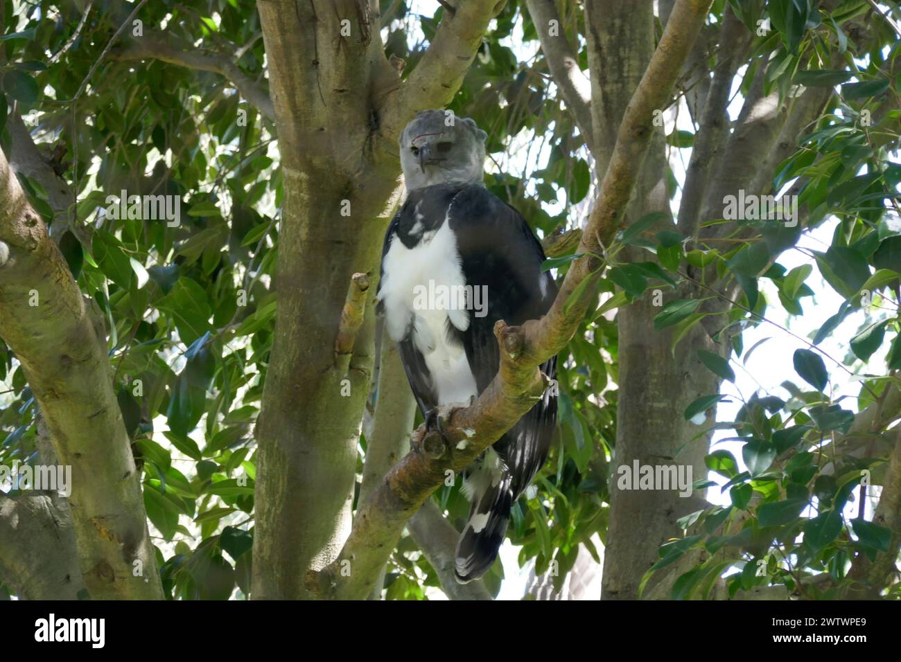 Los Angeles, Kalifornien, USA 18. März 2024 Harpy Eagle im LA Zoo am 18. März 2024 in Los Angeles, Kalifornien, USA. Foto: Barry King/Alamy Stock Photo Stockfoto