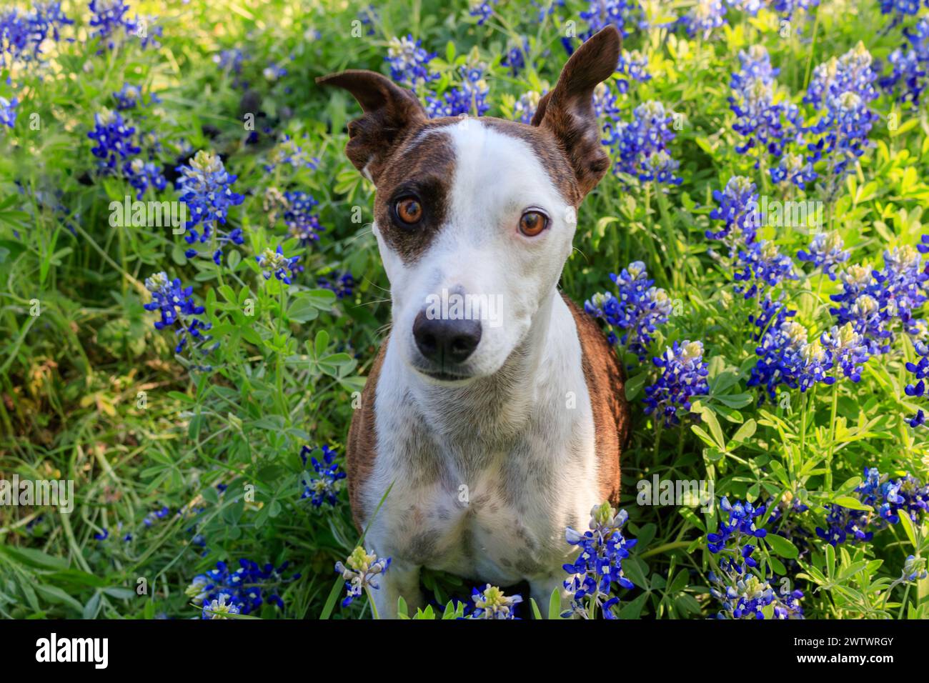 Ein brauner und weißer Hund sitzt inmitten eines Fleckens lebendiger bluebonnet-Blumen. Der Hund hat ein scharfes Ohr und einen konzentrierten Ausdruck. Stockfoto