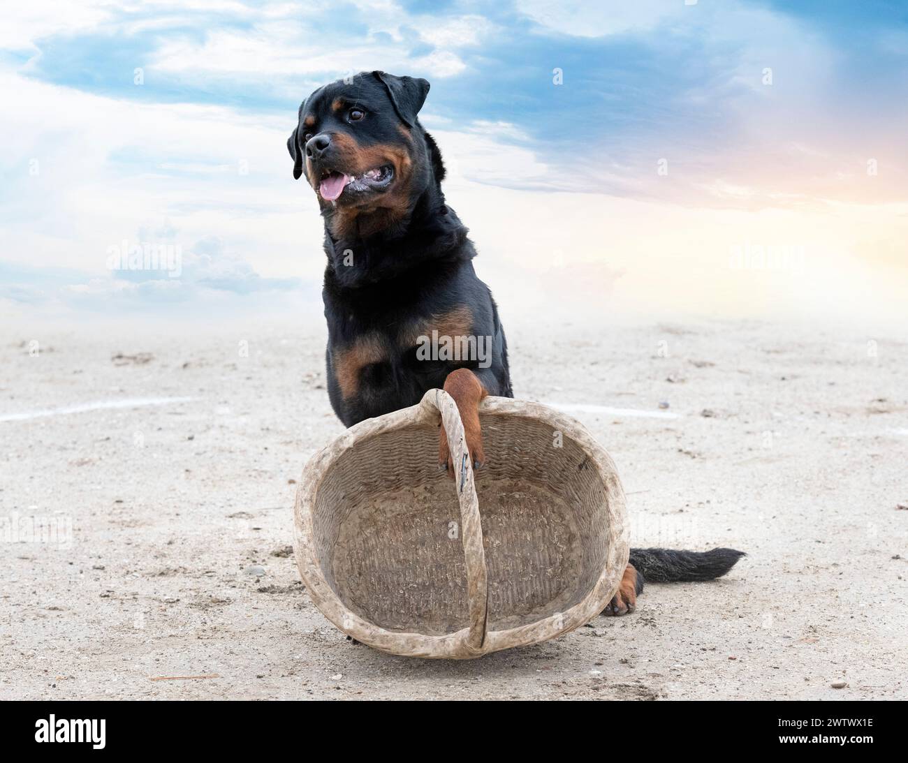 Junge Rottweiler Ausbildung für Schutzsport und Polizei Stockfoto