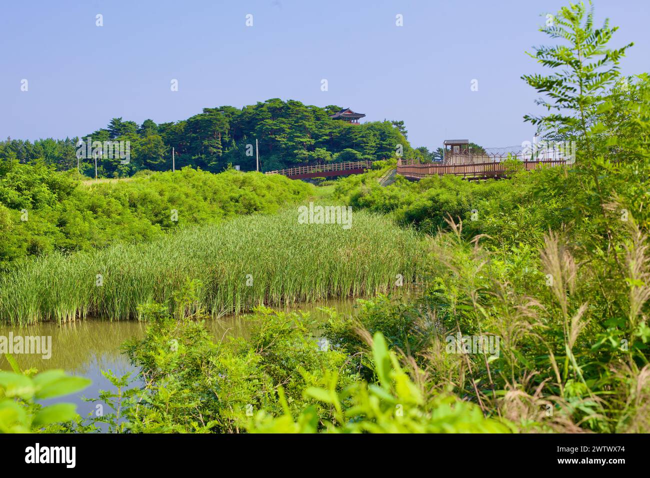 Goseong County, Südkorea - 30. Juli 2019: Ein ruhiger Küstensumpf voller Schilf, der von einem Stacheldrahtsteg begrenzt wird Stockfoto