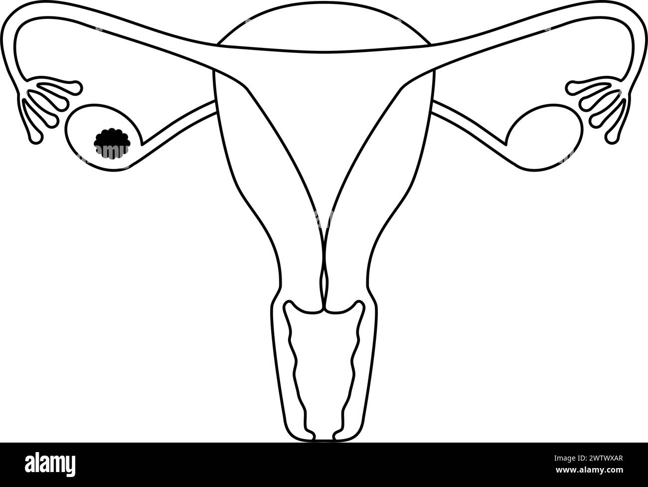 Frühe menschliche anatomie Stock-Vektorgrafiken kaufen - Alamy