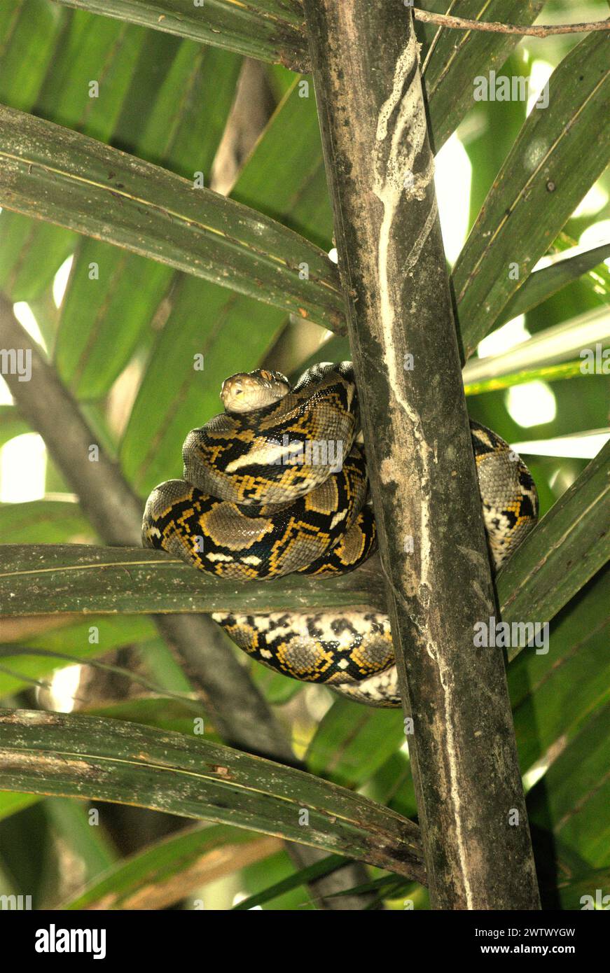 Eine Python, wahrscheinlich eine burmesische Python (Python bivittatus), liegt auf einer Nipa-Palme am Ufer des Cigenter River in Handeuleum Island, einem Teil des Ujung Kulon Nationalparks in Pandeglang, Banten, Indonesien. Die International Union for Conservation of Nature (IUCN) kommt zu dem Schluss, dass steigende Temperaturen unter anderem zu ökologischen, verhaltensbezogenen und physiologischen Veränderungen der Tierarten und der Artenvielfalt geführt haben. „Zusätzlich zu einer erhöhten Krankheitsrate und degradierten Lebensräumen verursacht der Klimawandel auch Veränderungen bei den Arten selbst, die ihr Überleben bedrohen“, schrieben sie. Stockfoto