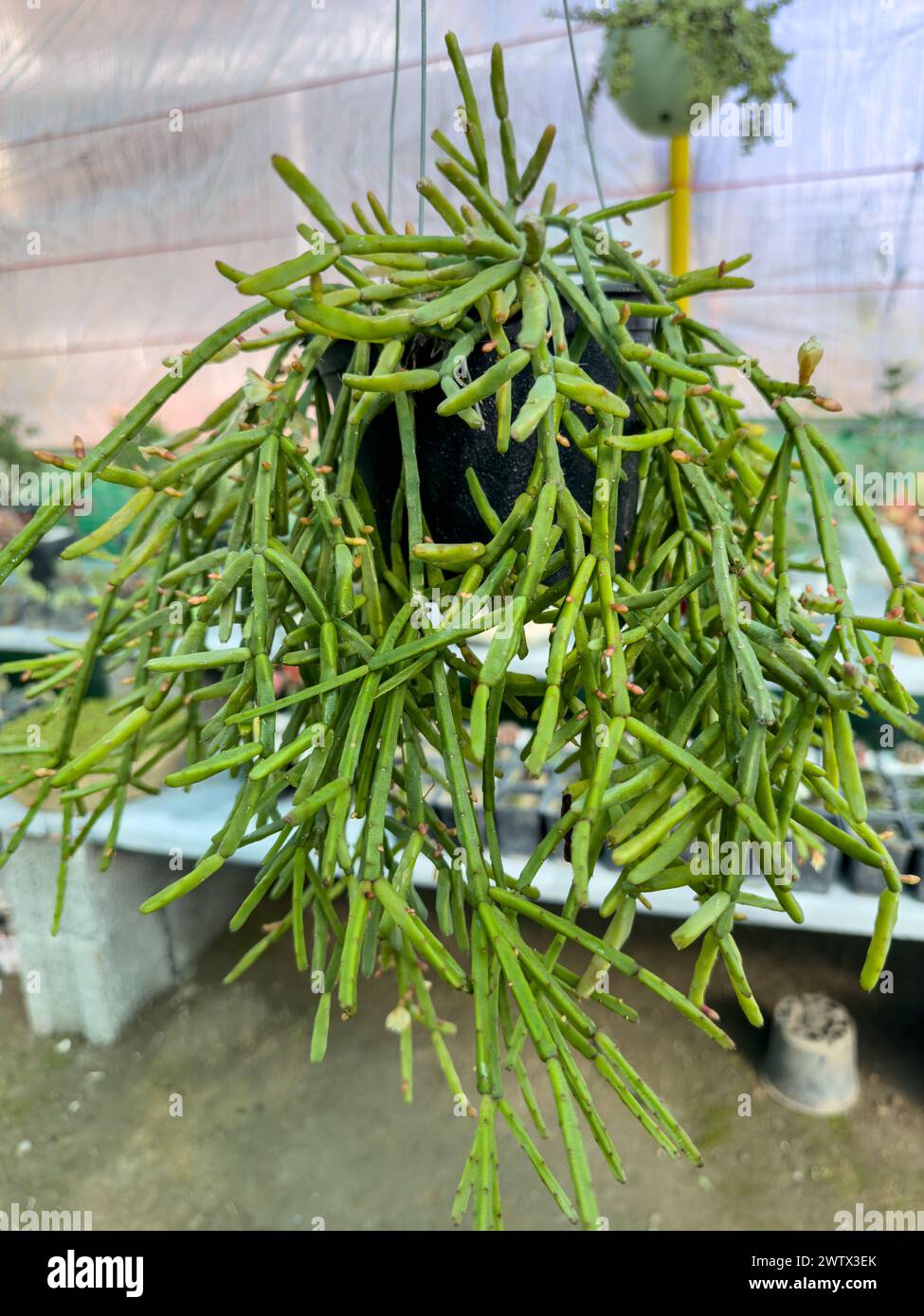 Grner Mistelkaktus "Rhipsalis baccifera" hngt mit weien,  durchscheinenden Beeren. Helles Sonnenlicht, das von der Rckseite  einstrmt Stockfotografie - Alamy