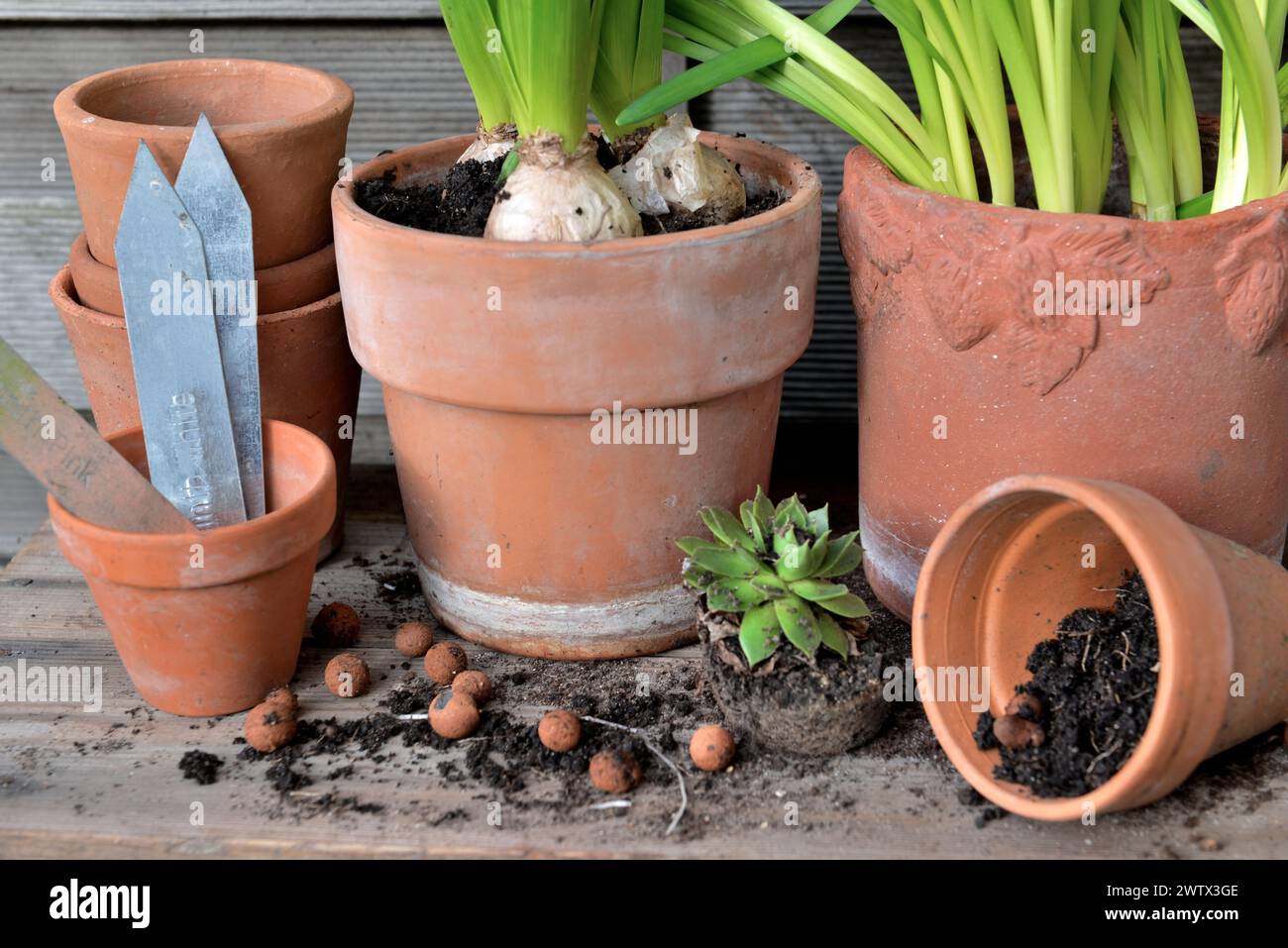 Nahaufnahme auf Pflanze in Terrakotta Blumentöpfe in Schmutz und Tonkugeln für Topf auf einem Holztisch Stockfoto