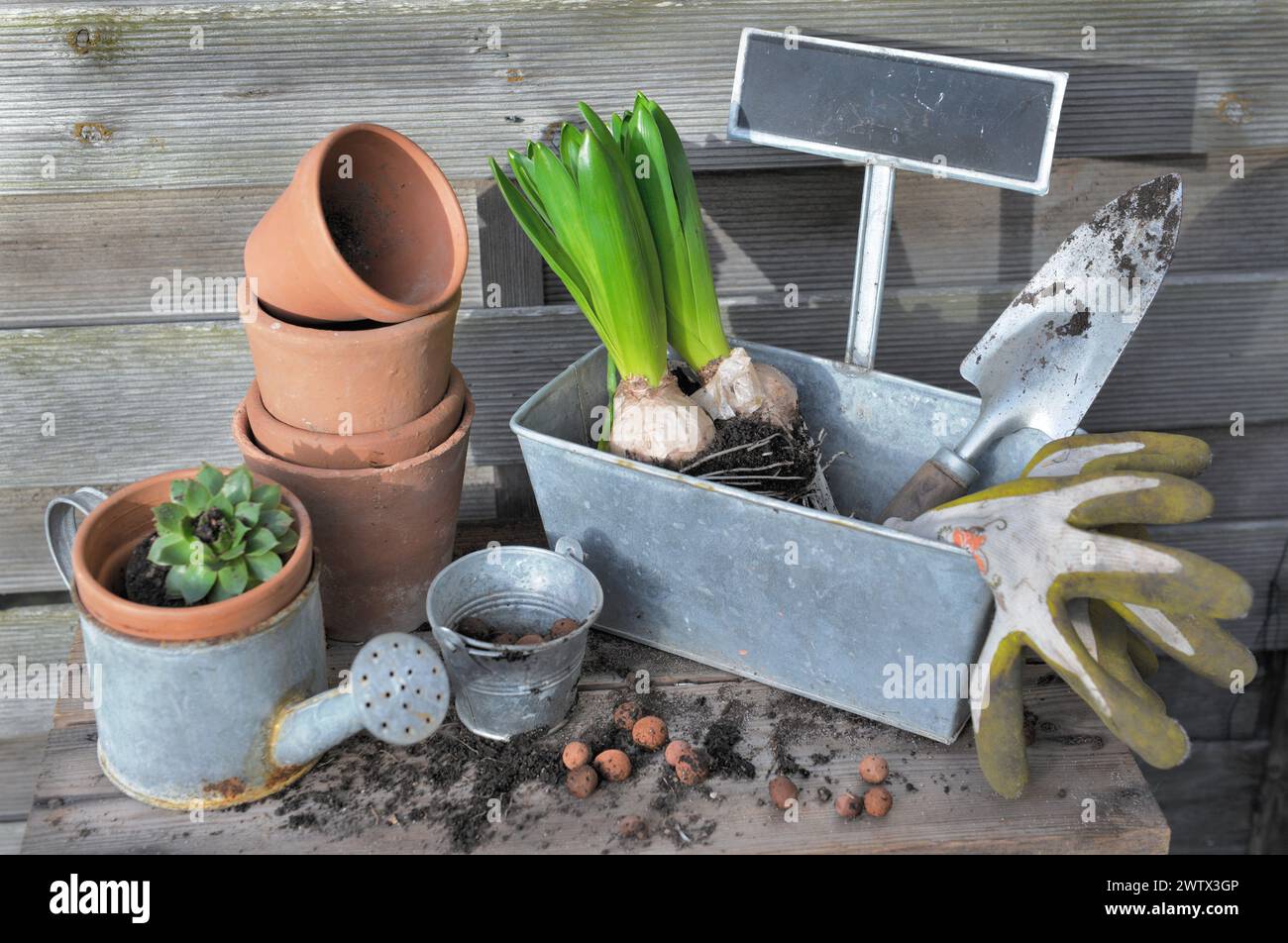 Blumenzwiebeln und Pflanze für Topf in Metalldose und Terrakotta Blumentöpfe mit Gartenausrüstung auf einem Holztisch Stockfoto