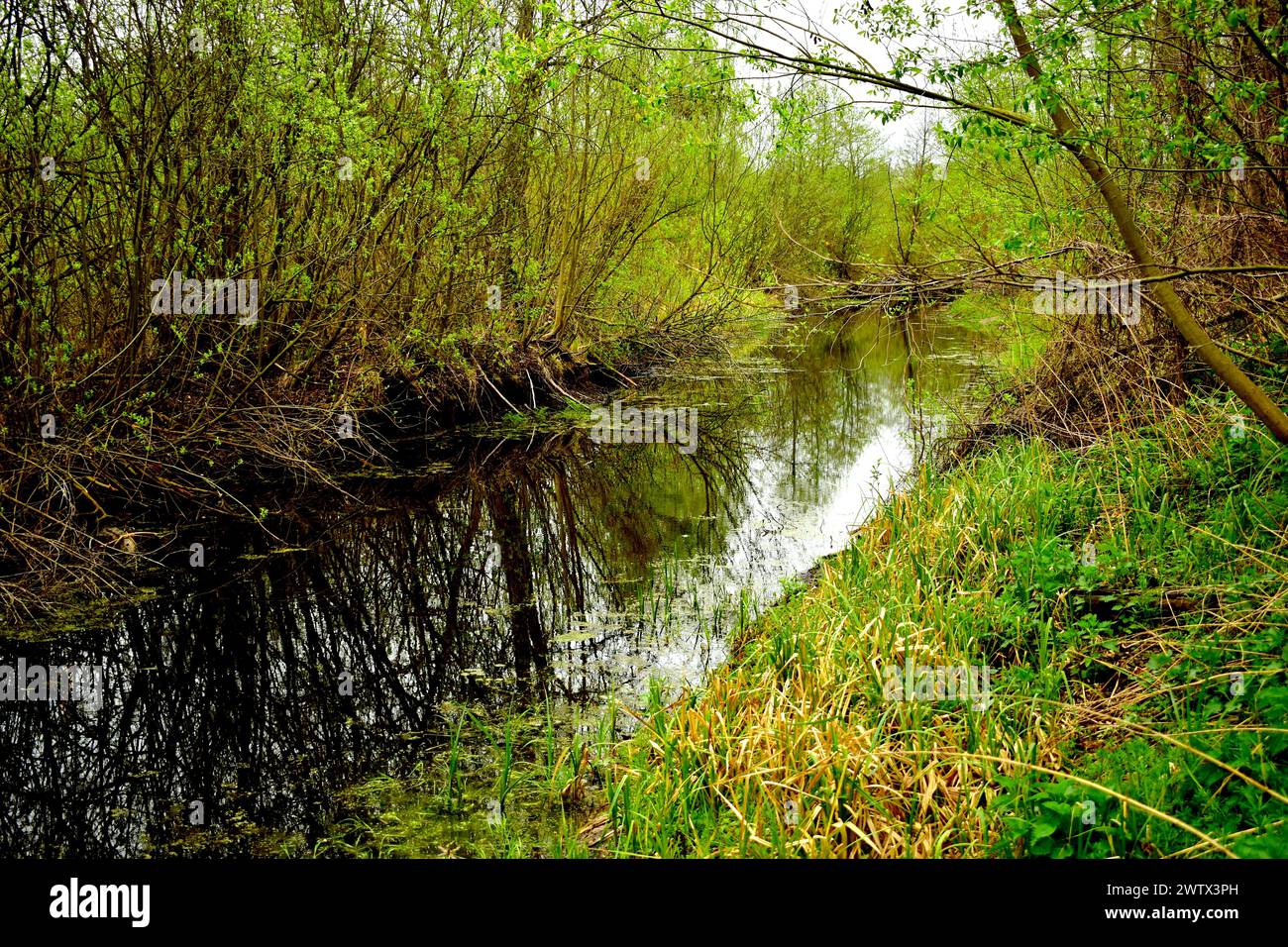 Ein schmaler Fluss fließt durch den Laubwald, dessen Ufer mit Gras bewachsen sind. Stockfoto
