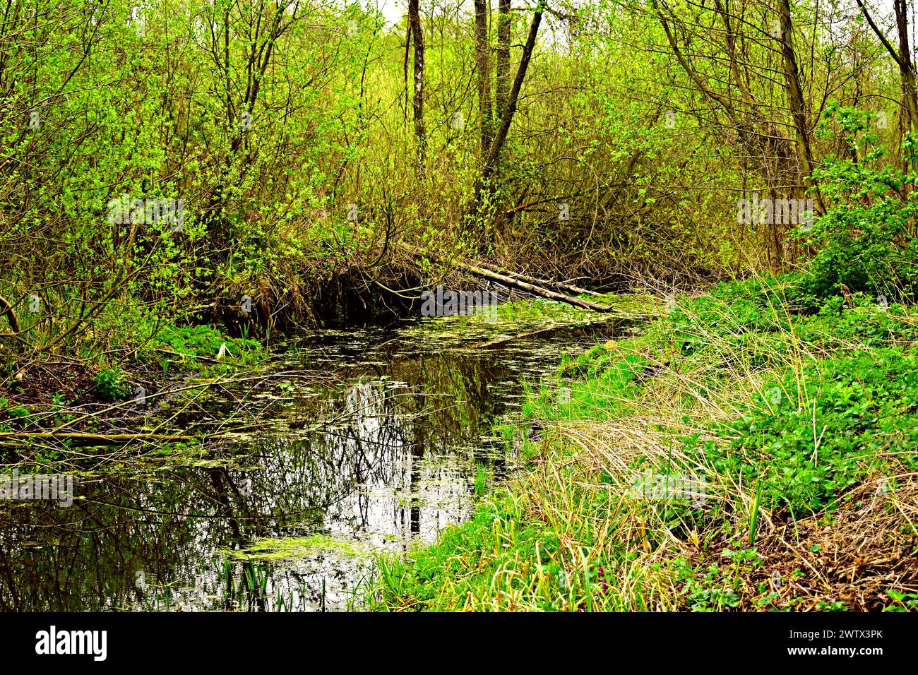 Ein schmaler Fluss fließt durch den Laubwald, dessen Ufer mit Gras bewachsen sind. Stockfoto
