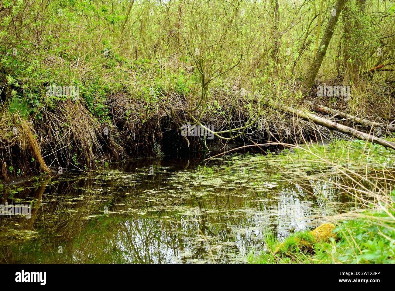 Ein schmaler Fluss fließt durch den Laubwald, dessen Ufer mit Gras bewachsen sind. Stockfoto