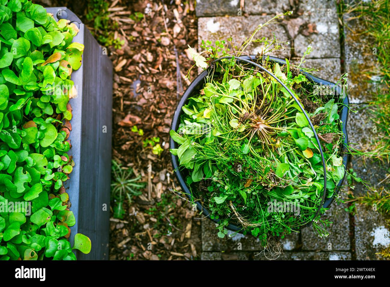Unkrautentfernung im Garten - Eimer voller Unkraut, Gartenkonzept. Stockfoto