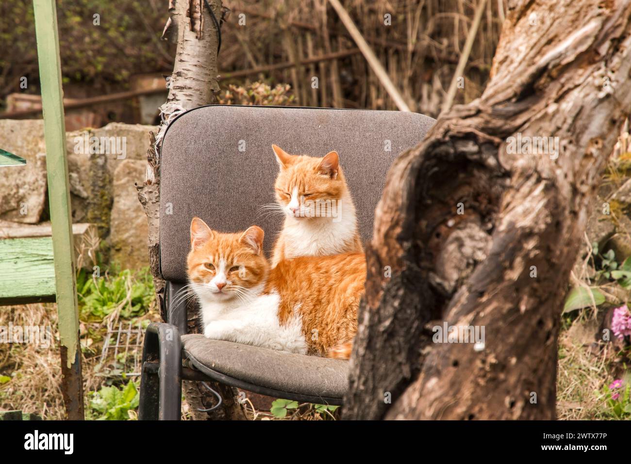 Zwei entzückende orangene Katzen liegen auf einem Stuhl im verlassenen Hof Stockfoto