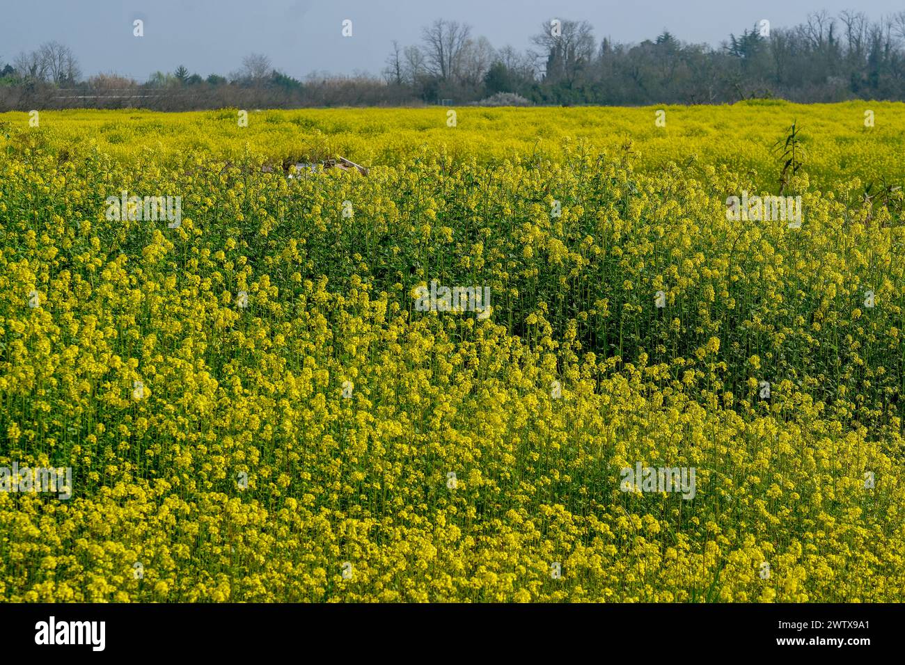 Die Insel Sant'Erasmo ist berühmt für den Anbau der San Erasmo Violet Artischocke. Fast alle Einwohner fahren mit dem Piaggio Ape Auto. Stockfoto